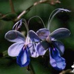 Волкамерия, Клеродендрум - Clerodendrum