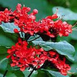 Волкамерия, Клеродендрум - Clerodendrum