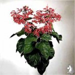 Волкамерия, Клеродендрум - Clerodendrum