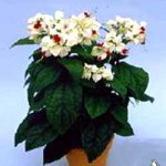 Волкамерия, Клеродендрум - Clerodendrum