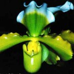 Пафиопедилум — Paphiopedilum