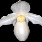 Пафиопедилум — Paphiopedilum