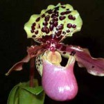 Пафиопедилум — Paphiopedilum