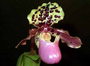 Пафиопедилум — Paphiopedilum