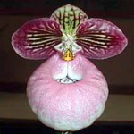 Пафиопедилум — Paphiopedilum