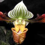 Пафиопедилум — Paphiopedilum