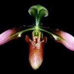 Пафиопедилум — Paphiopedilum