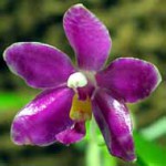 Фаленопсис - Phalaenopsis