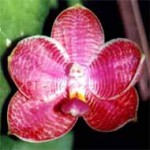 Фаленопсис - Phalaenopsis