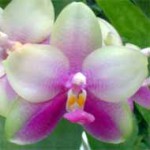 Фаленопсис - Phalaenopsis