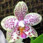 Фаленопсис - Phalaenopsis