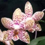 Фаленопсис - Phalaenopsis