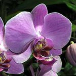 Фаленопсис - Phalaenopsis