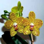 Фаленопсис - Phalaenopsis