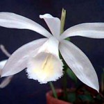 Плейоне - Pleione