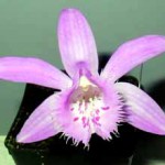 Плейоне - Pleione