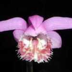 Плейоне - Pleione