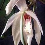 Стангопея - Stanhopea