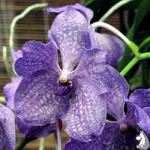 Ванда - Vanda