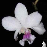 Ванда - Vanda