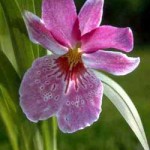 Мильтониопсис - Miltoniopsis