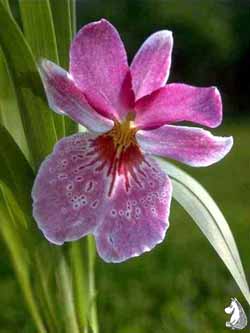 Мильтониопсис - Miltoniopsis