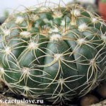 Notocactus - Нотокактус