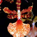 Одонтоцидиум - Odontocidium