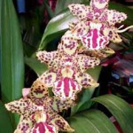 Одонтоцидиум - Odontocidium