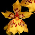 Одонтоцидиум - Odontocidium