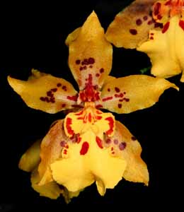 Одонтоцидиум - Odontocidium