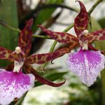 Одонтоглоссум - Odonthoglossum