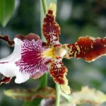 Одонтоглоссум - Odonthoglossum