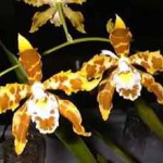 Одонтоглоссум - Odonthoglossum