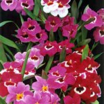 Мильтониопсис - Miltoniopsis