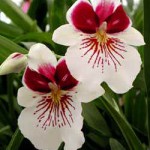 Мильтониопсис - Miltoniopsis