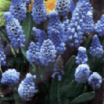 Мускари, Мышиный гиацинт - Muscari