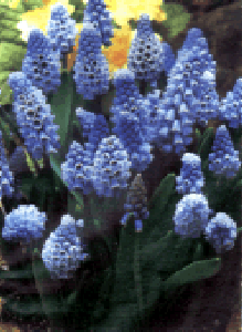 Мускари, Мышиный гиацинт - Muscari