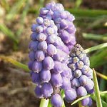 Мускари, Мышиный гиацинт - Muscari