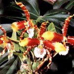 Одонтоглоссум - Odonthoglossum