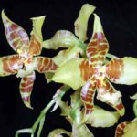 Одонтоглоссум - Odonthoglossum